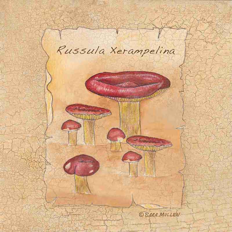 Mushrooms II by Sara Mullen Ceramic Accent & Decor Tile SM069