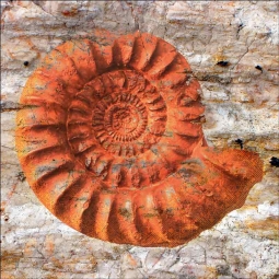 Sea Fossil by Agata & Hector Ceramic Accent & Decor Tile OB-AGA38AT